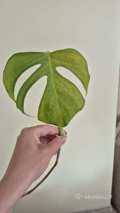 Retas augalas Monstera Sierrana - nuotraukos Nr. 8