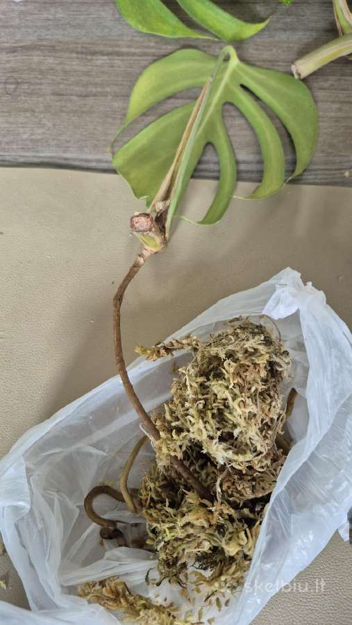 Retas augalas Monstera Sierrana - nuotraukos Nr. 9