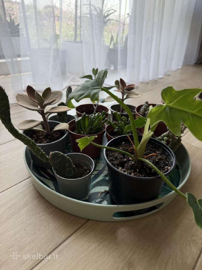 Mini augaliukai - nuotraukos Nr. 2