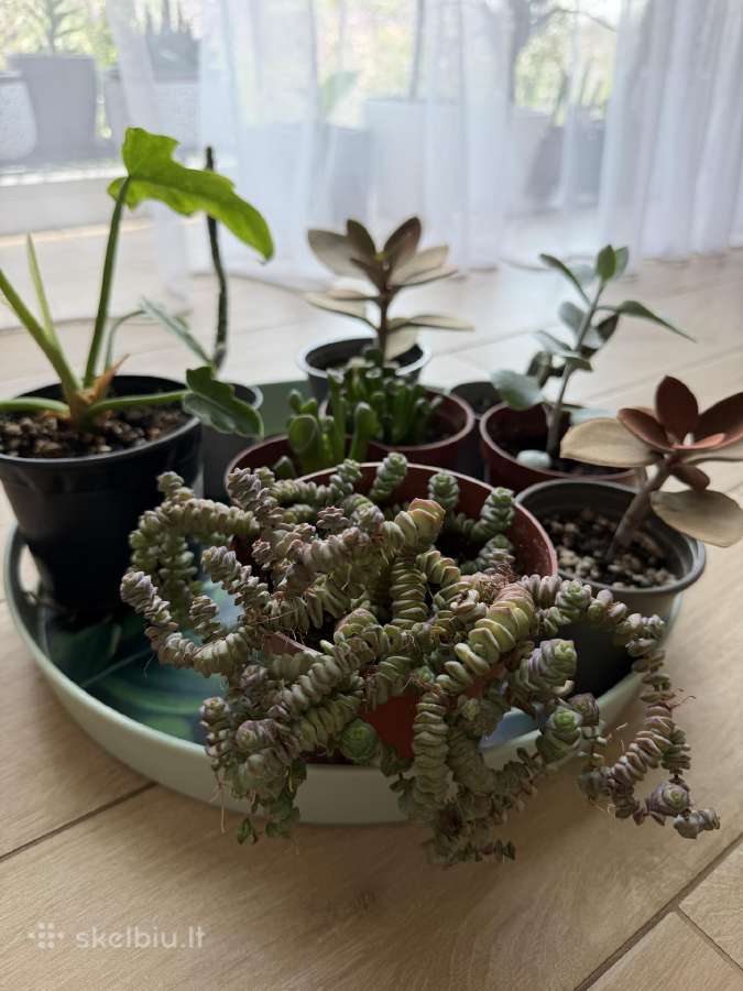 Mini augaliukai - nuotraukos Nr. 3