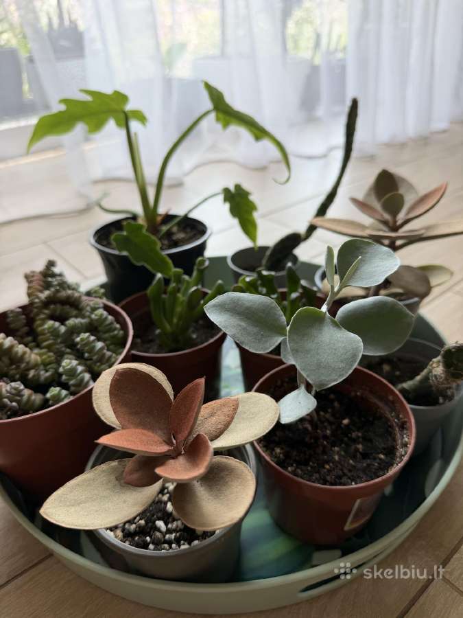 Mini augaliukai - nuotraukos Nr. 4