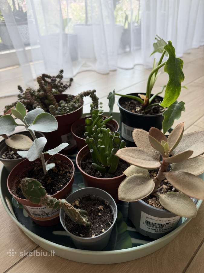Mini augaliukai - nuotraukos Nr. 5