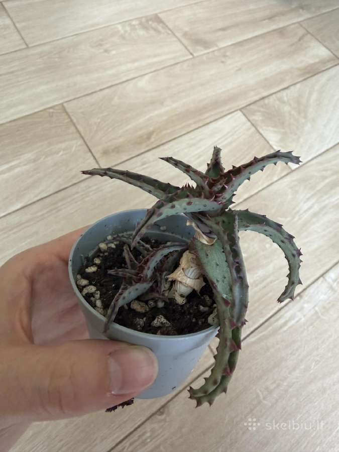 Aloe castilloniae - nuotraukos Nr. 2