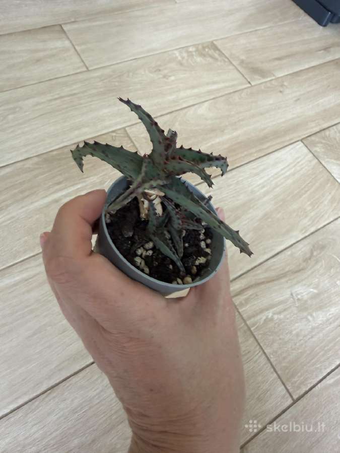 Aloe castilloniae - nuotraukos Nr. 3