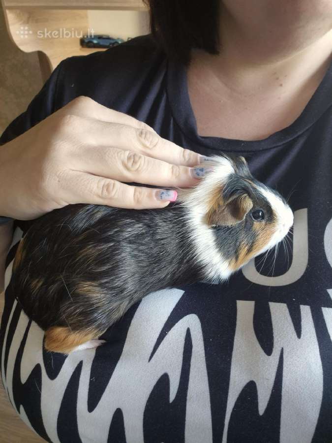 Jūrų kiaulytė su narvu - nuotraukos Nr. 2