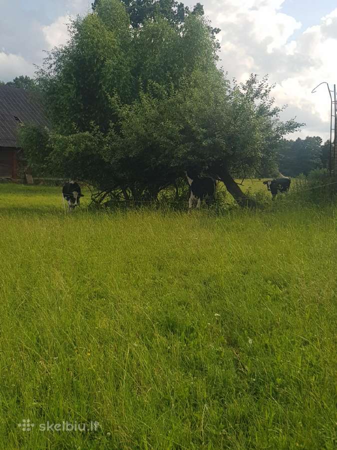 Nuomojamos patalpos (sodyba) gyvenimui ir verslui - nuotraukos Nr. 4