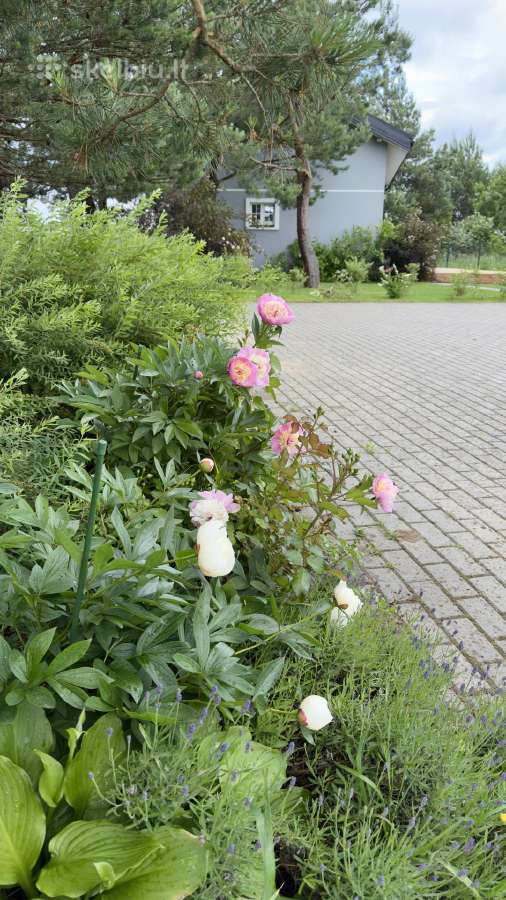 Sodyba kairenuose - nuotraukos Nr. 34