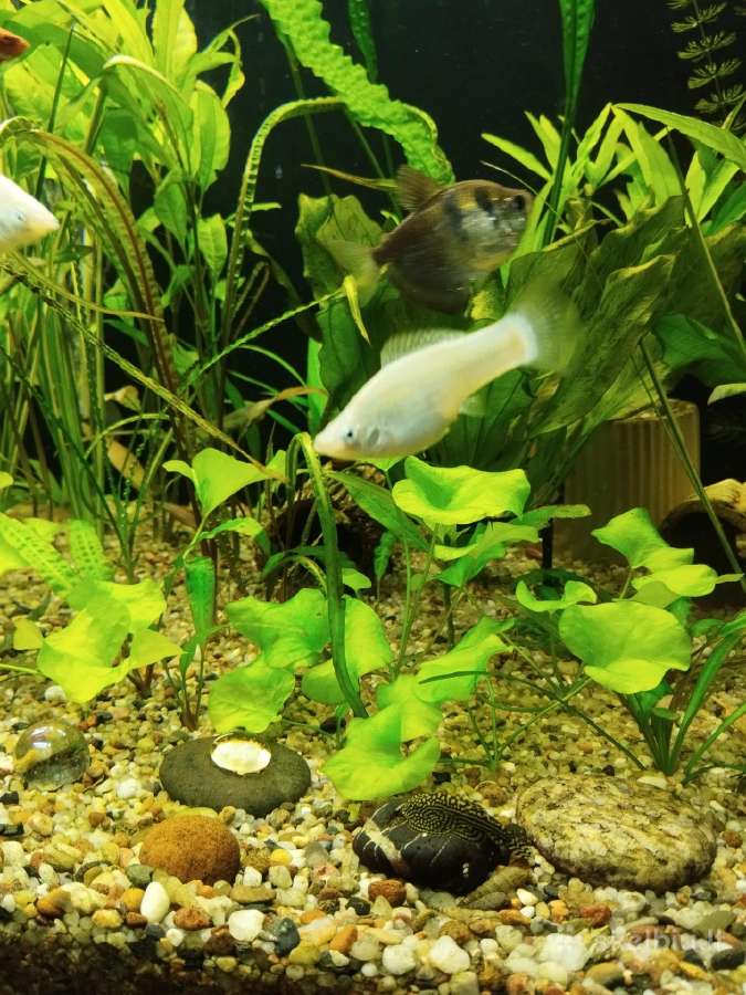 Akvariumo augalai - nuotraukos Nr. 3