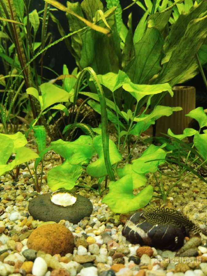 Akvariumo augalai - nuotraukos Nr. 4