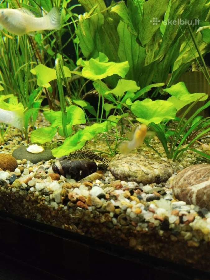 Akvariumo augalai - nuotraukos Nr. 5