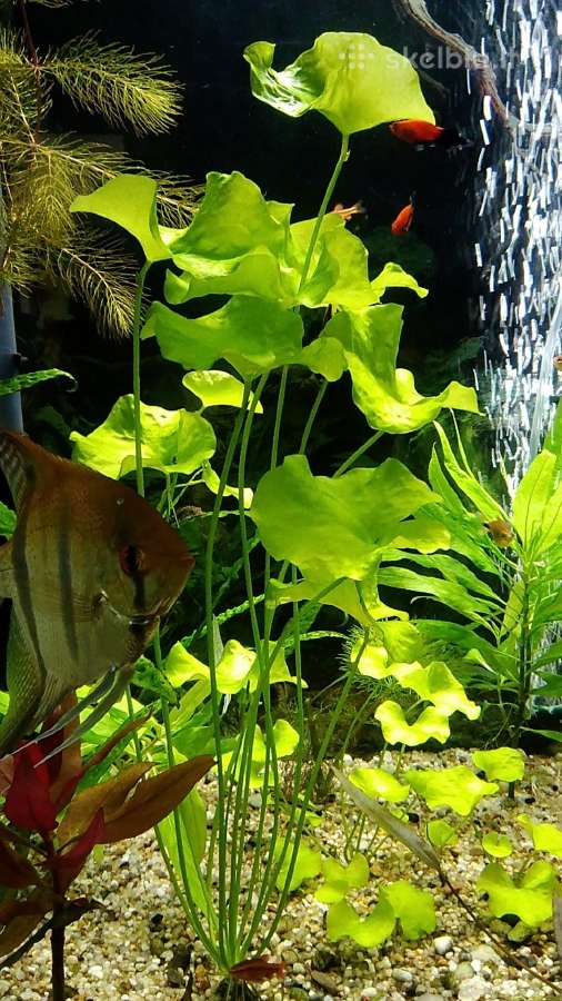 Akvariumo augalai - nuotraukos Nr. 2