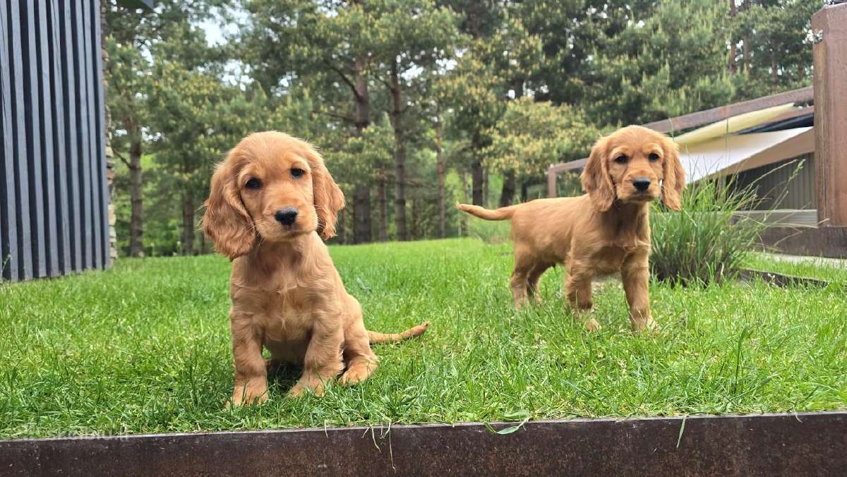 Parduodamas Cocker spanieliaus kalytė ir patinukas - nuotraukos Nr. 2