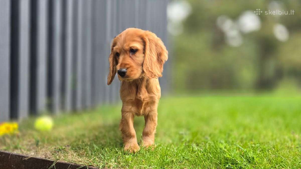Parduodamas Cocker spanieliaus kalytė ir patinukas - nuotraukos Nr. 3
