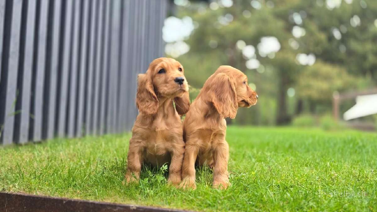 Parduodamas Cocker spanieliaus kalytė ir patinukas - nuotraukos Nr. 4