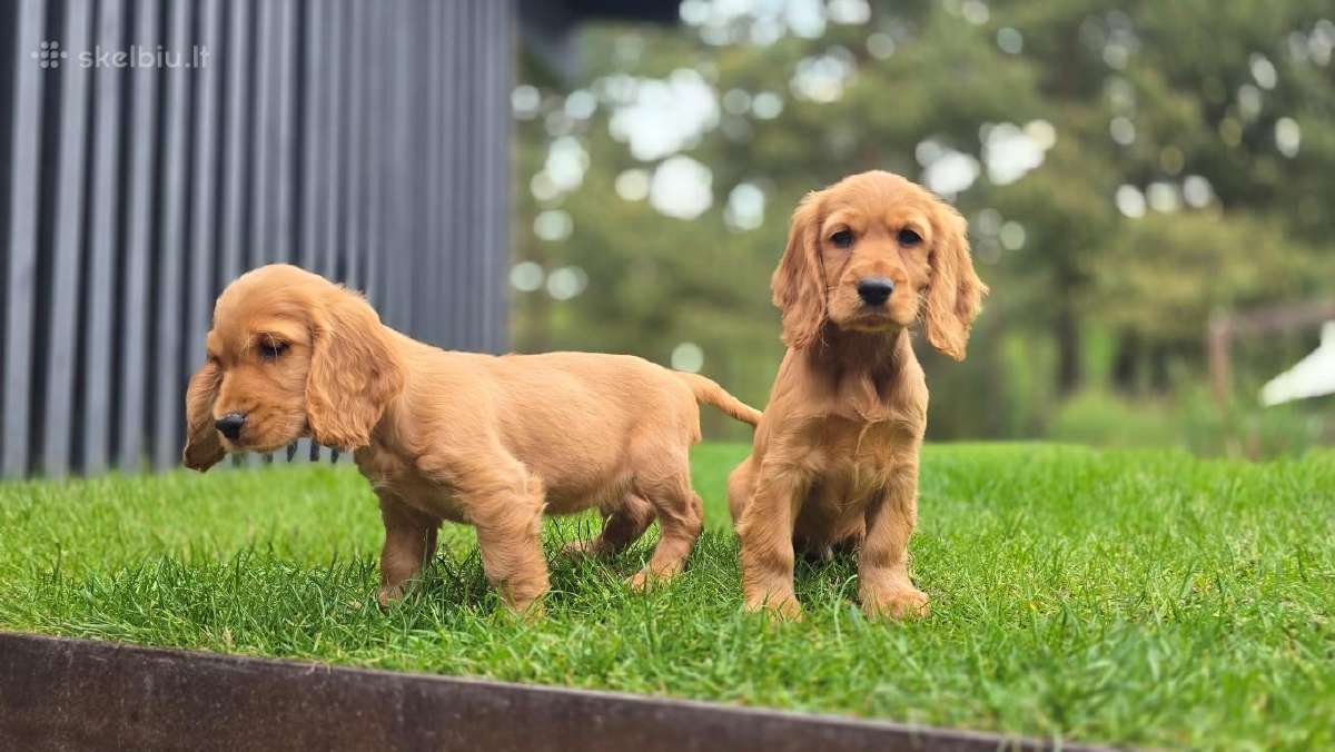 Parduodamas Cocker spanieliaus kalytė ir patinukas - nuotraukos Nr. 5