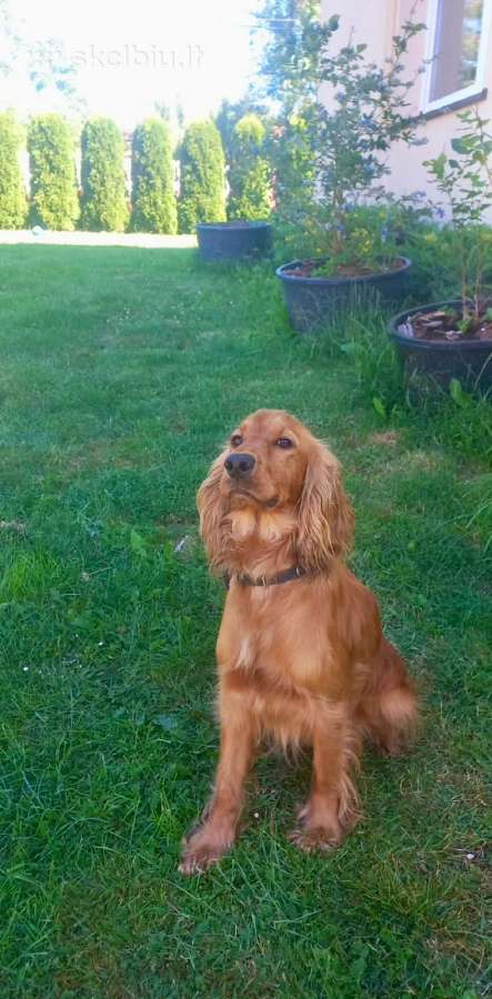 Parduodamas Cocker spanieliaus kalytė ir patinukas - nuotraukos Nr. 6