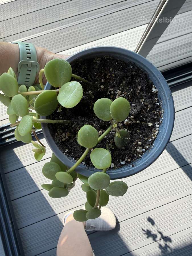 Peperomia Hope - nuotraukos Nr. 2
