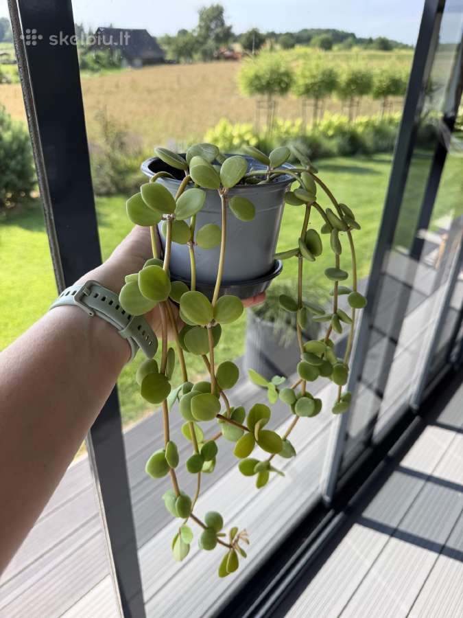 Peperomia Hope - nuotraukos Nr. 3