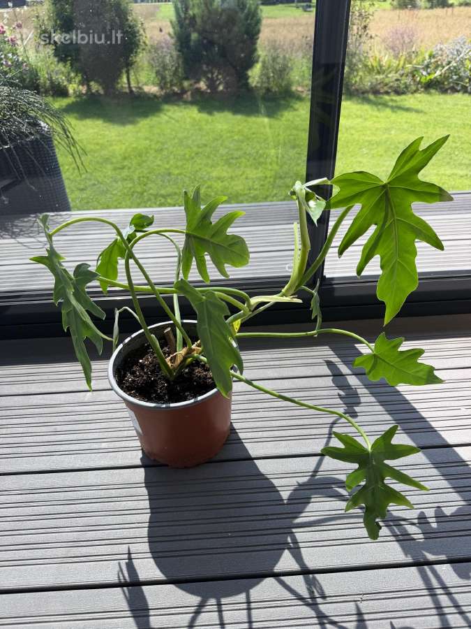 Philodendron elegants - nuotraukos Nr. 2
