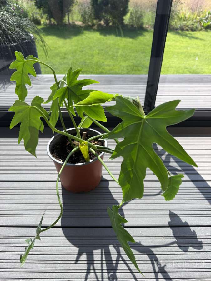 Philodendron elegants - nuotraukos Nr. 3