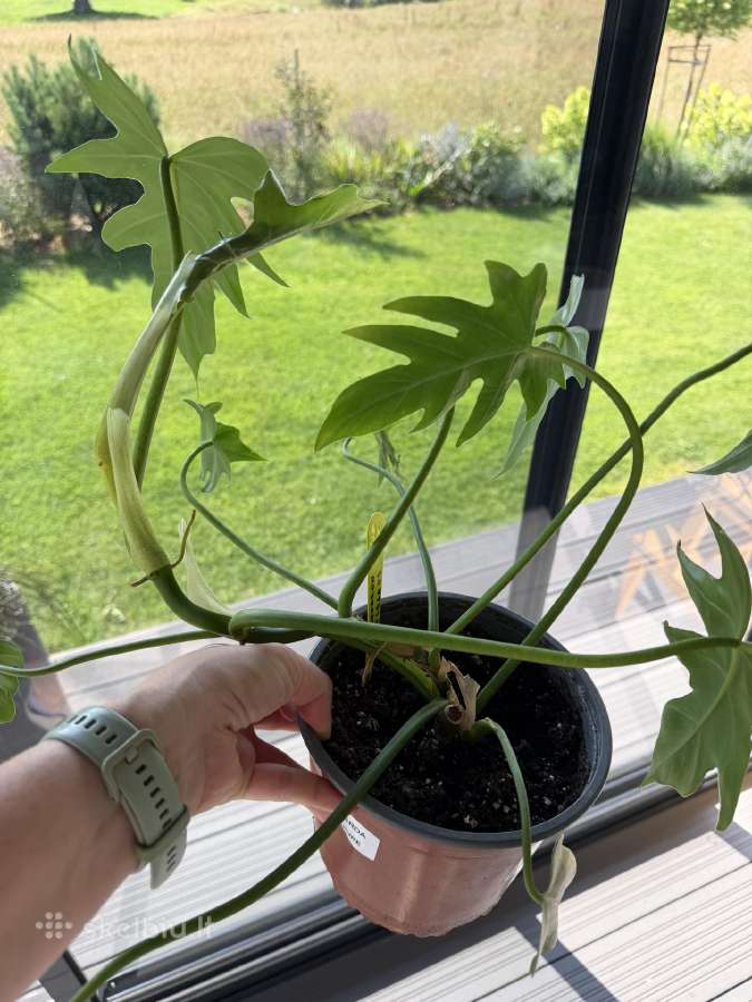 Philodendron elegants - nuotraukos Nr. 4