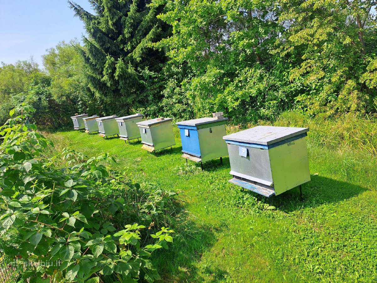 Bičių aviliai su bitėmis - nuotraukos Nr. 2