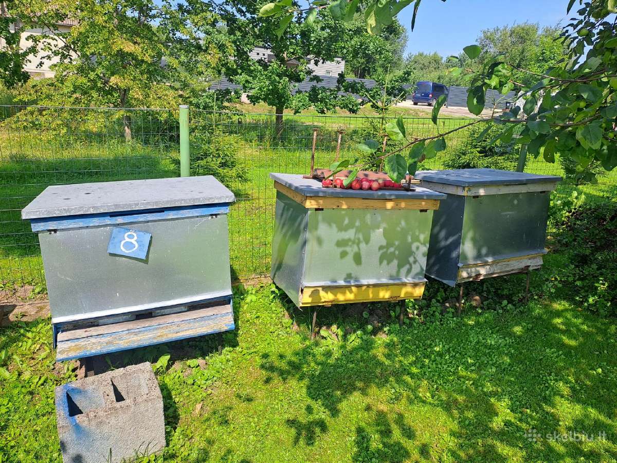 Bičių aviliai su bitėmis - nuotraukos Nr. 3