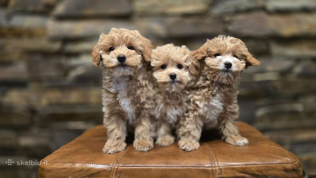 Parduodami Maltipoo šuniukai kalytė ir patinukas - nuotraukos Nr. 2