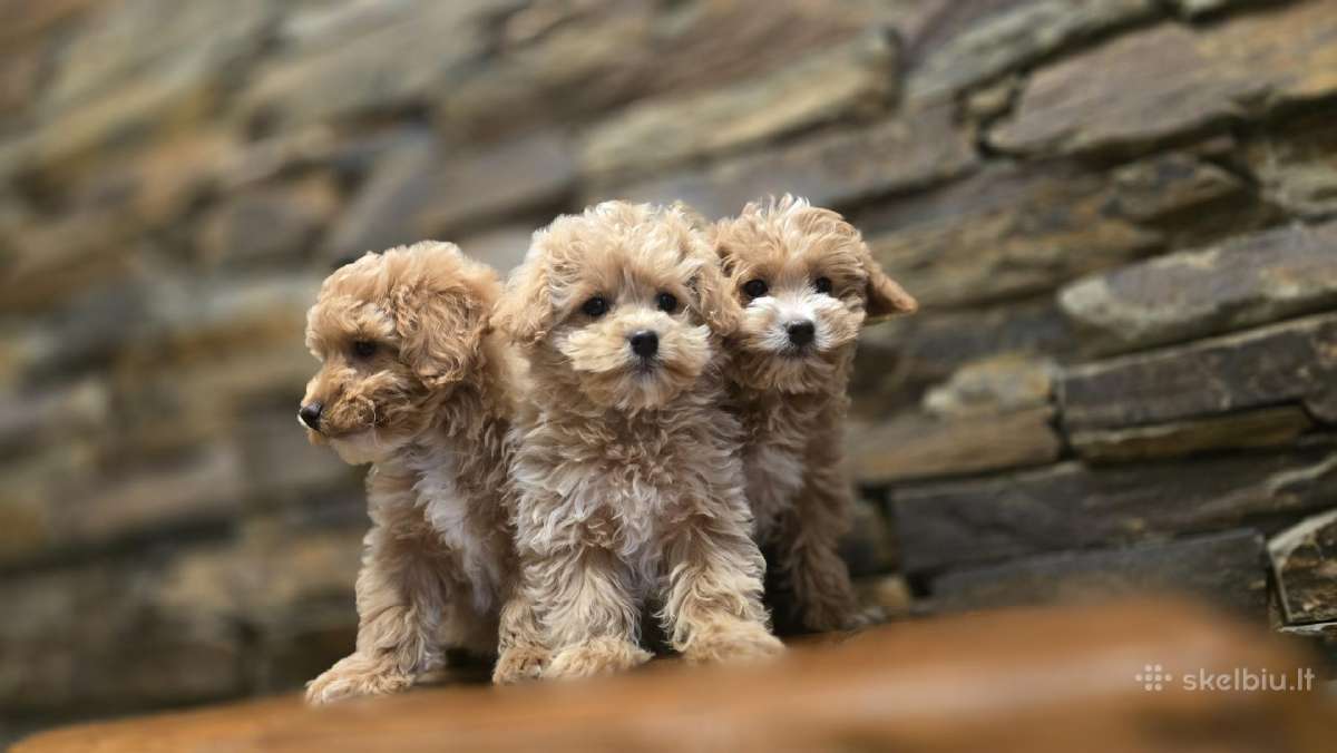 Parduodami Maltipoo šuniukai kalytė ir patinukas - nuotraukos Nr. 4