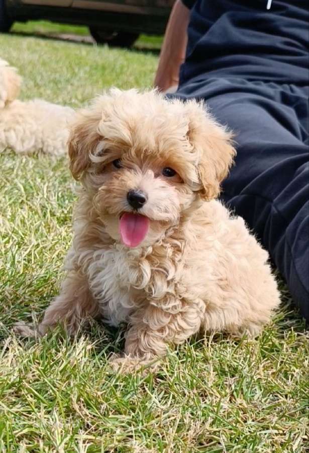 Parduodami Maltipoo šuniukai kalytė ir patinukas - nuotraukos Nr. 5