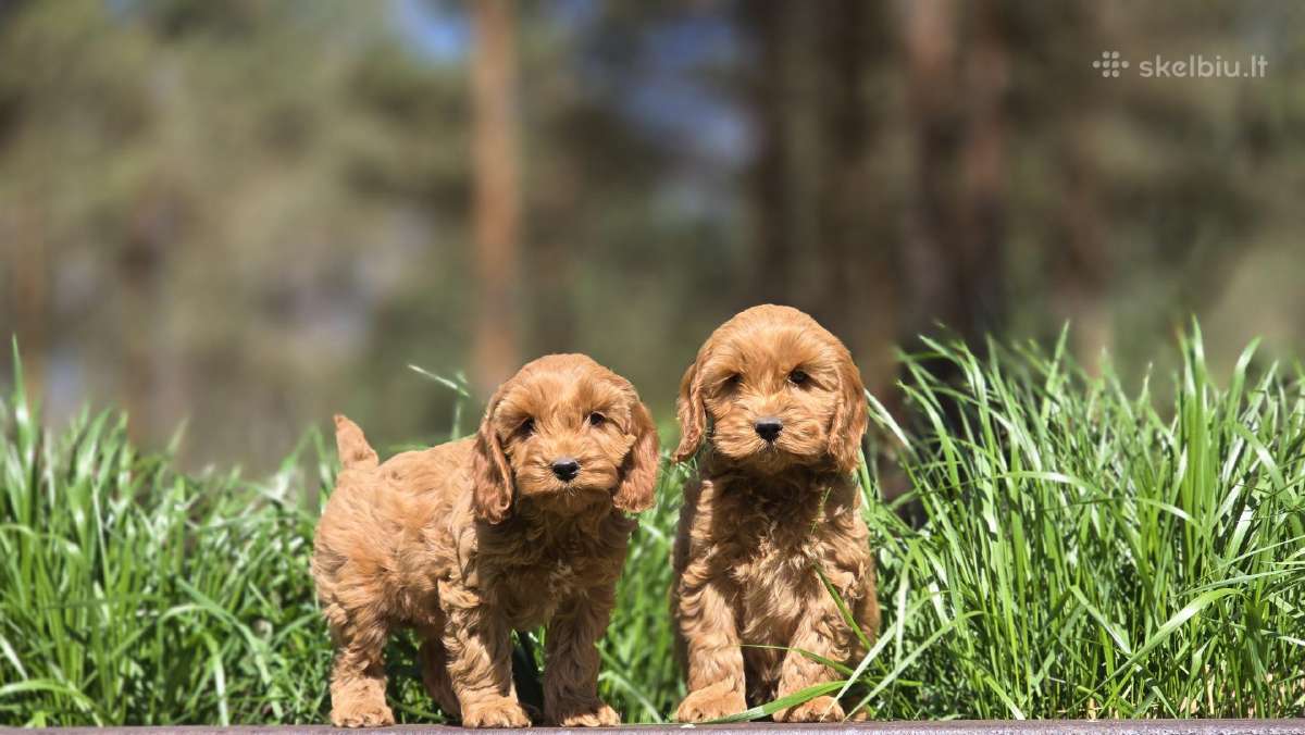 Parduodami Cockapoo šuniukai. - nuotraukos Nr. 2