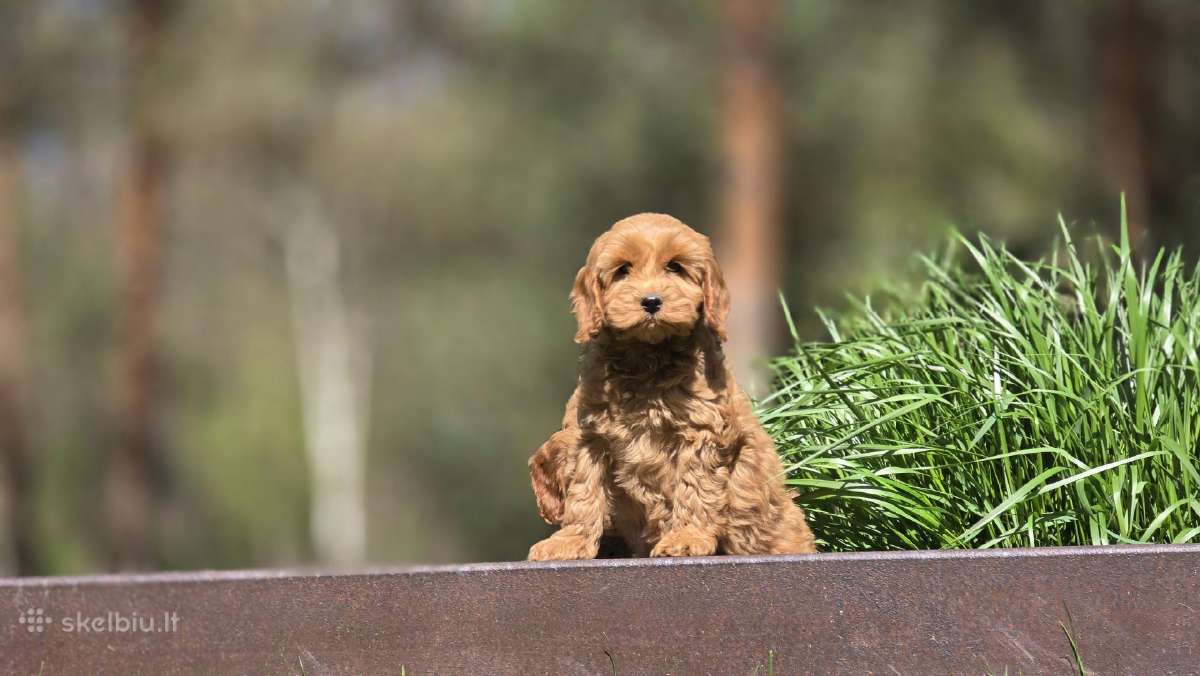 Parduodami Cockapoo šuniukai. - nuotraukos Nr. 3