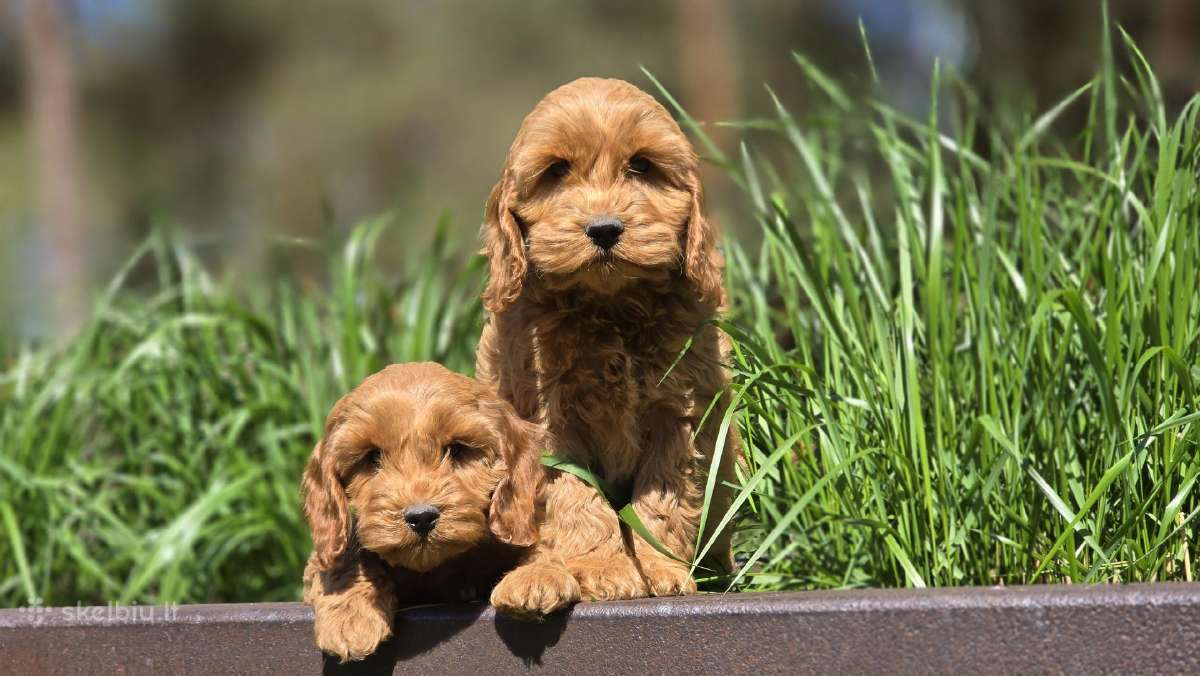 Parduodami Cockapoo šuniukai. - nuotraukos Nr. 4