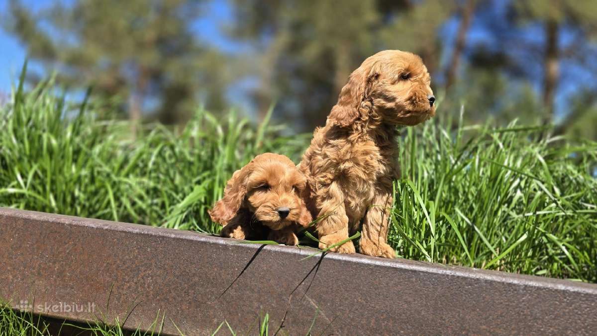 Parduodami Cockapoo šuniukai. - nuotraukos Nr. 5