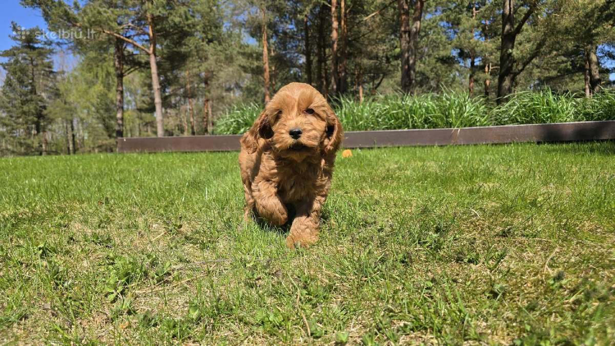 Parduodami Cockapoo šuniukai. - nuotraukos Nr. 6