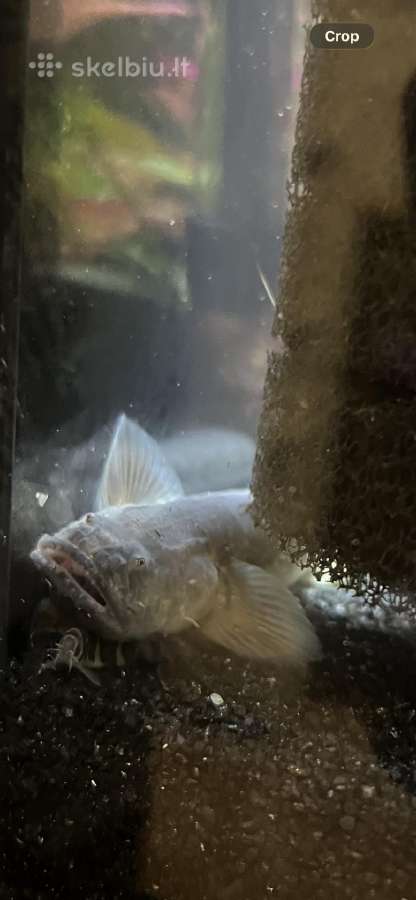 Dragon goby - nuotraukos Nr. 2