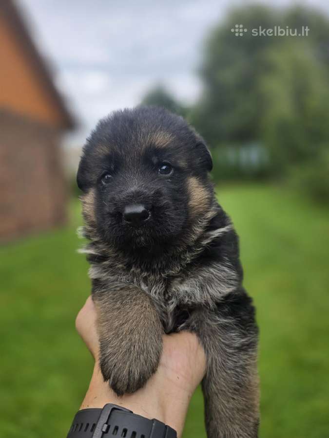 Vokiečių aviganiai - nuotraukos Nr. 6