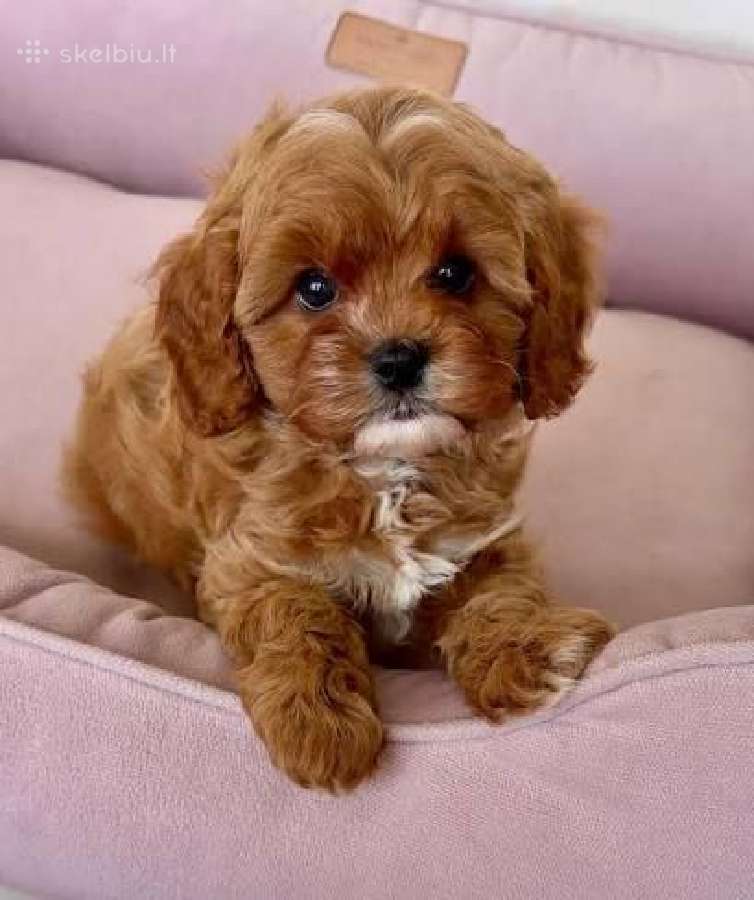Cavapoo F1 - nuotraukos Nr. 3