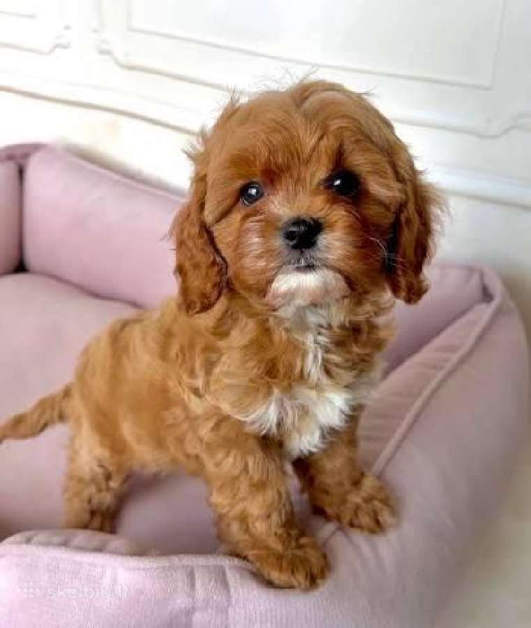 Cavapoo F1 - nuotraukos Nr. 4