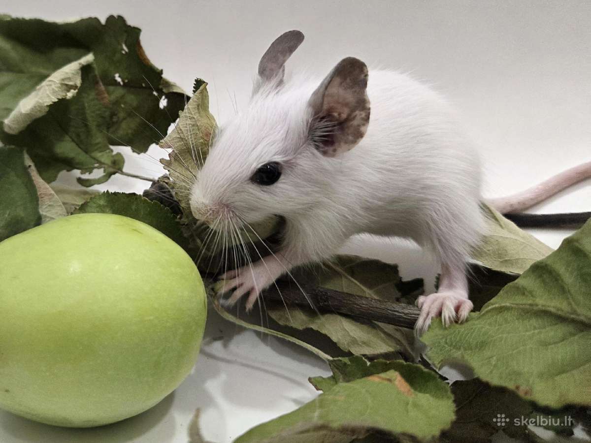 Degu mažyliai - nuotraukos Nr. 4