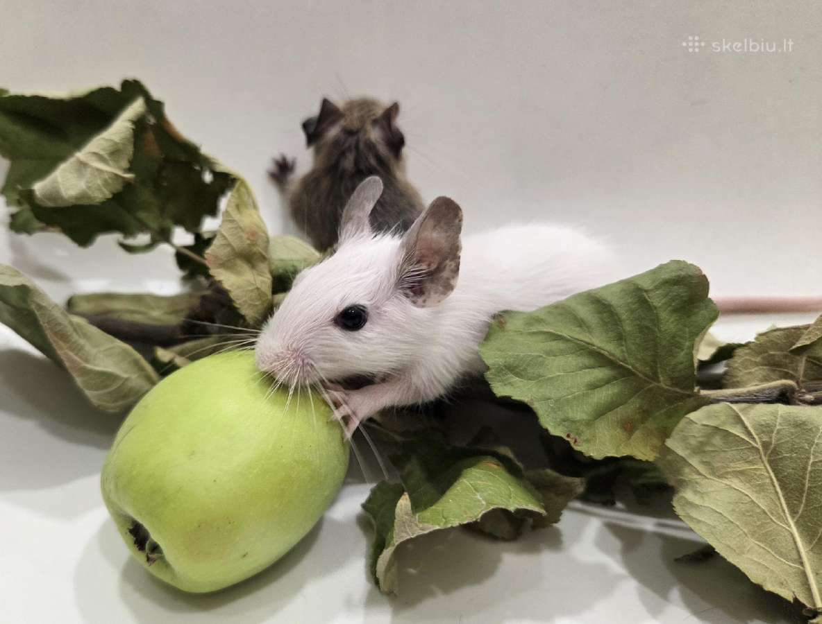 Degu mažyliai - nuotraukos Nr. 6