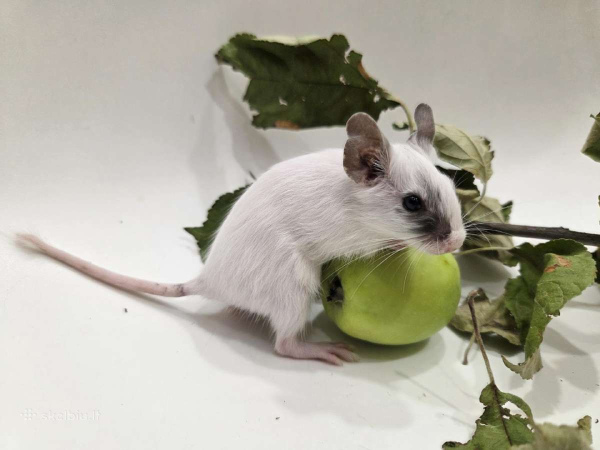 Degu mažyliai - nuotraukos Nr. 5