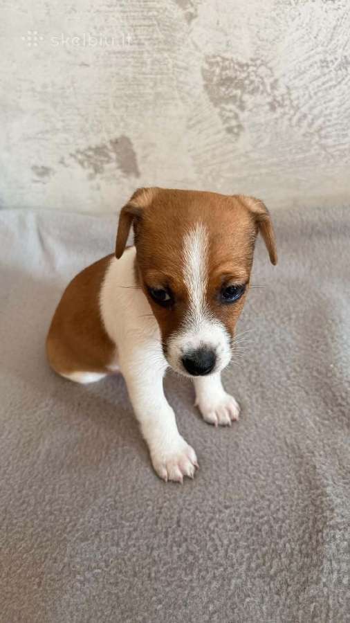 Jack Russell terjero šuniukai - nuotraukos Nr. 2