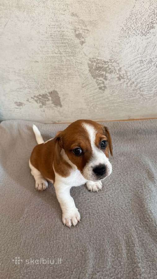 Jack Russell terjero šuniukai - nuotraukos Nr. 3