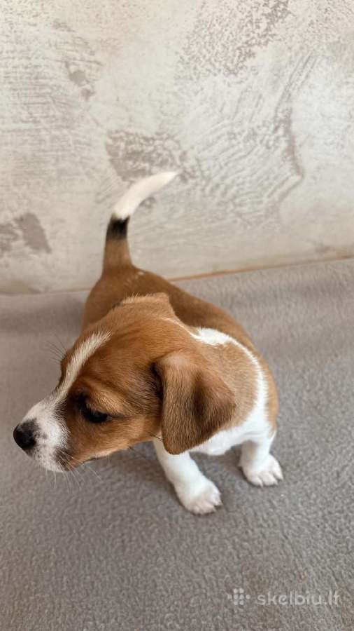 Jack Russell terjero šuniukai - nuotraukos Nr. 4