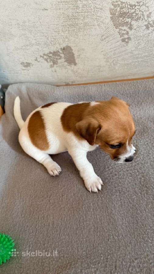 Jack Russell terjero šuniukai - nuotraukos Nr. 5