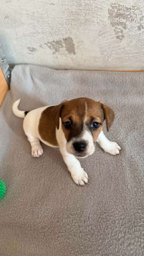Jack Russell terjero šuniukai - nuotraukos Nr. 6