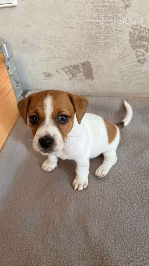 Jack Russell terjero šuniukai - nuotraukos Nr. 7