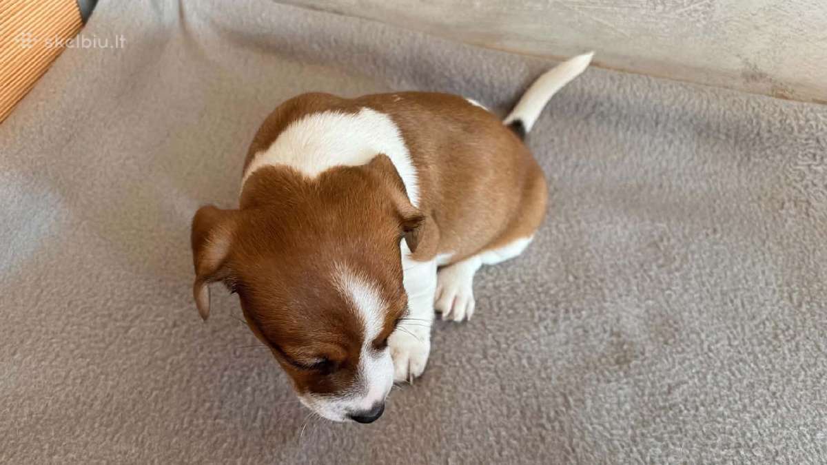 Jack Russell terjero šuniukai - nuotraukos Nr. 8