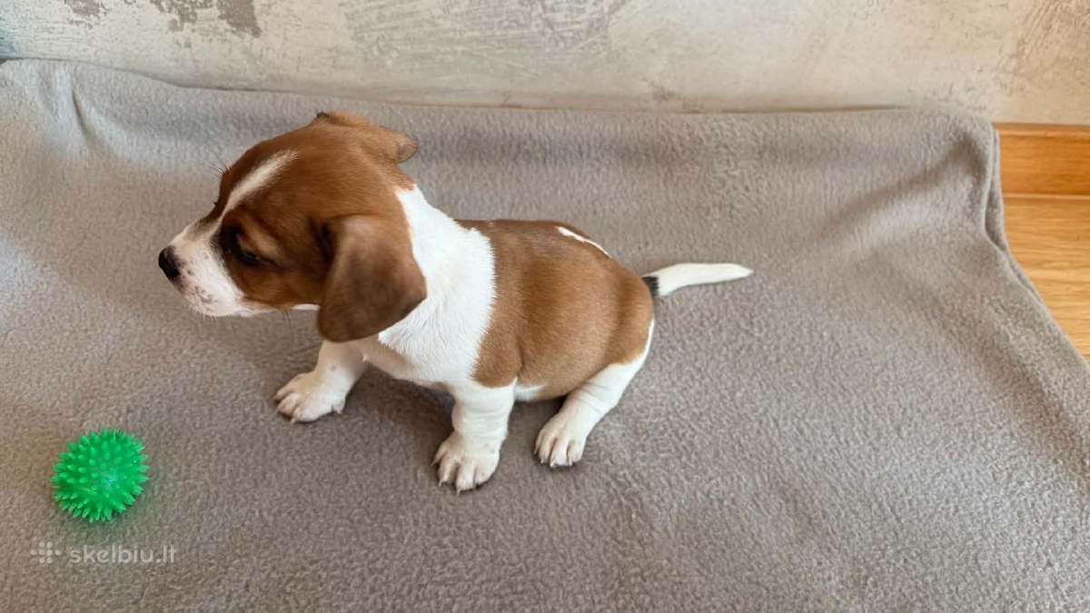 Jack Russell terjero šuniukai - nuotraukos Nr. 9
